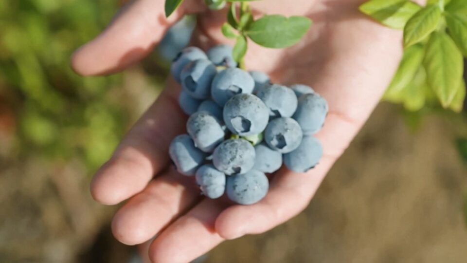 Blueberry Journeyの動画ができました